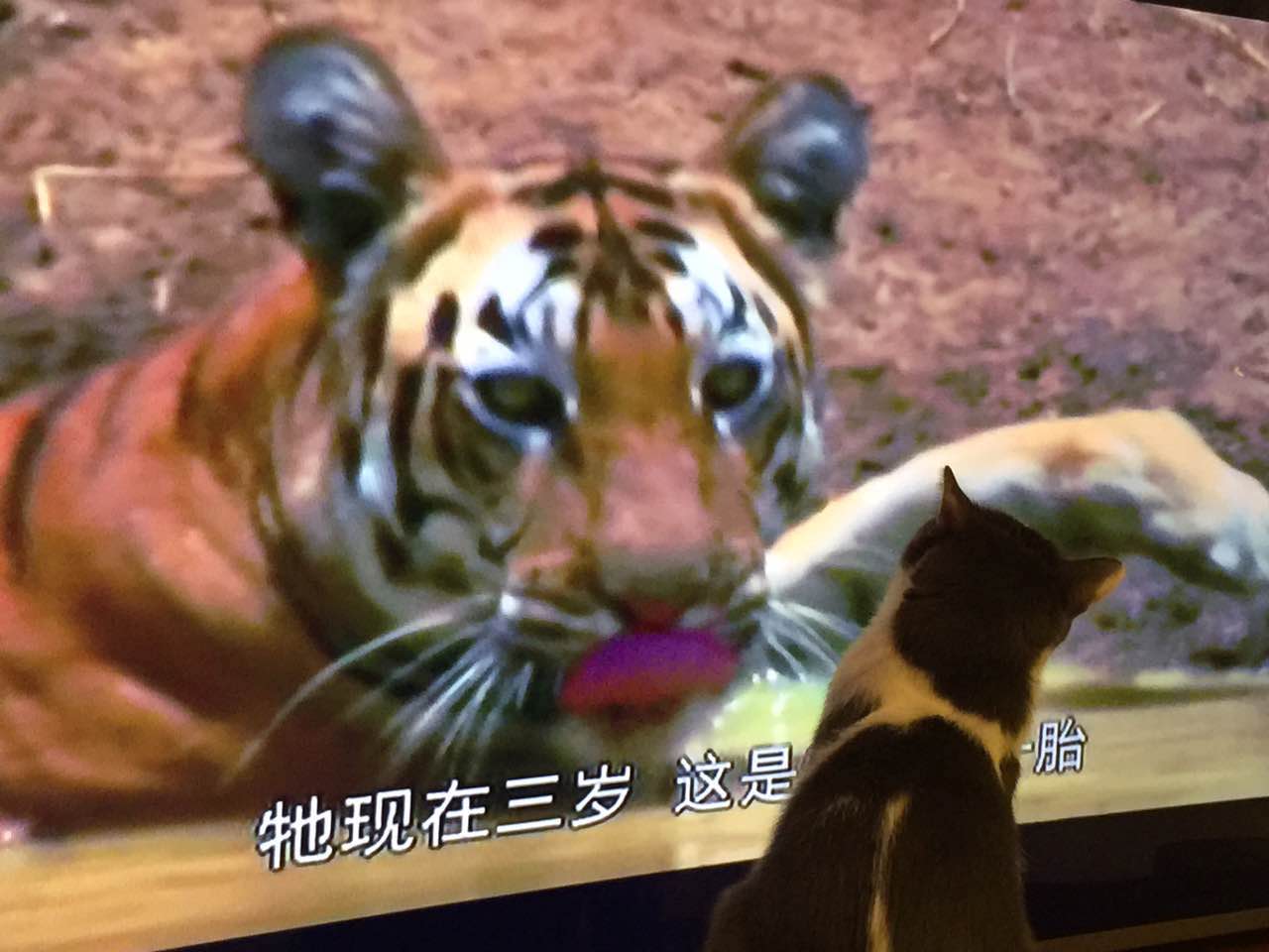 谭小姐的猫喜欢看动物世界