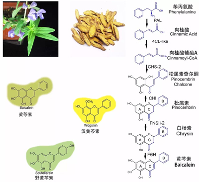 科学家解析的整个黄芩素的生物合成途径。（受访者提供）