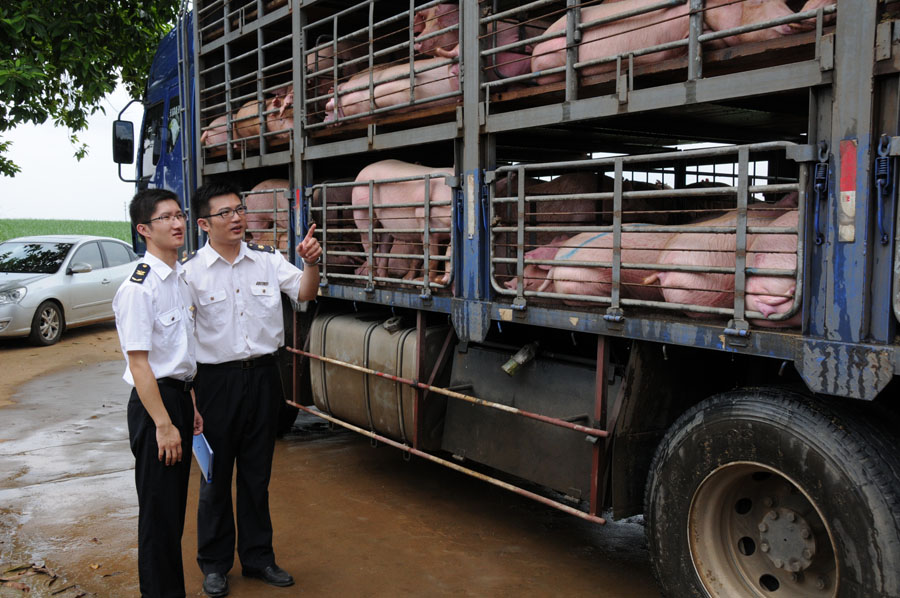 可生食的「广西籍」活猪是香港市民眼中的「放心肉」。