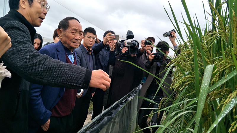 「杂交水稻之父」袁隆平观察「巨型稻」