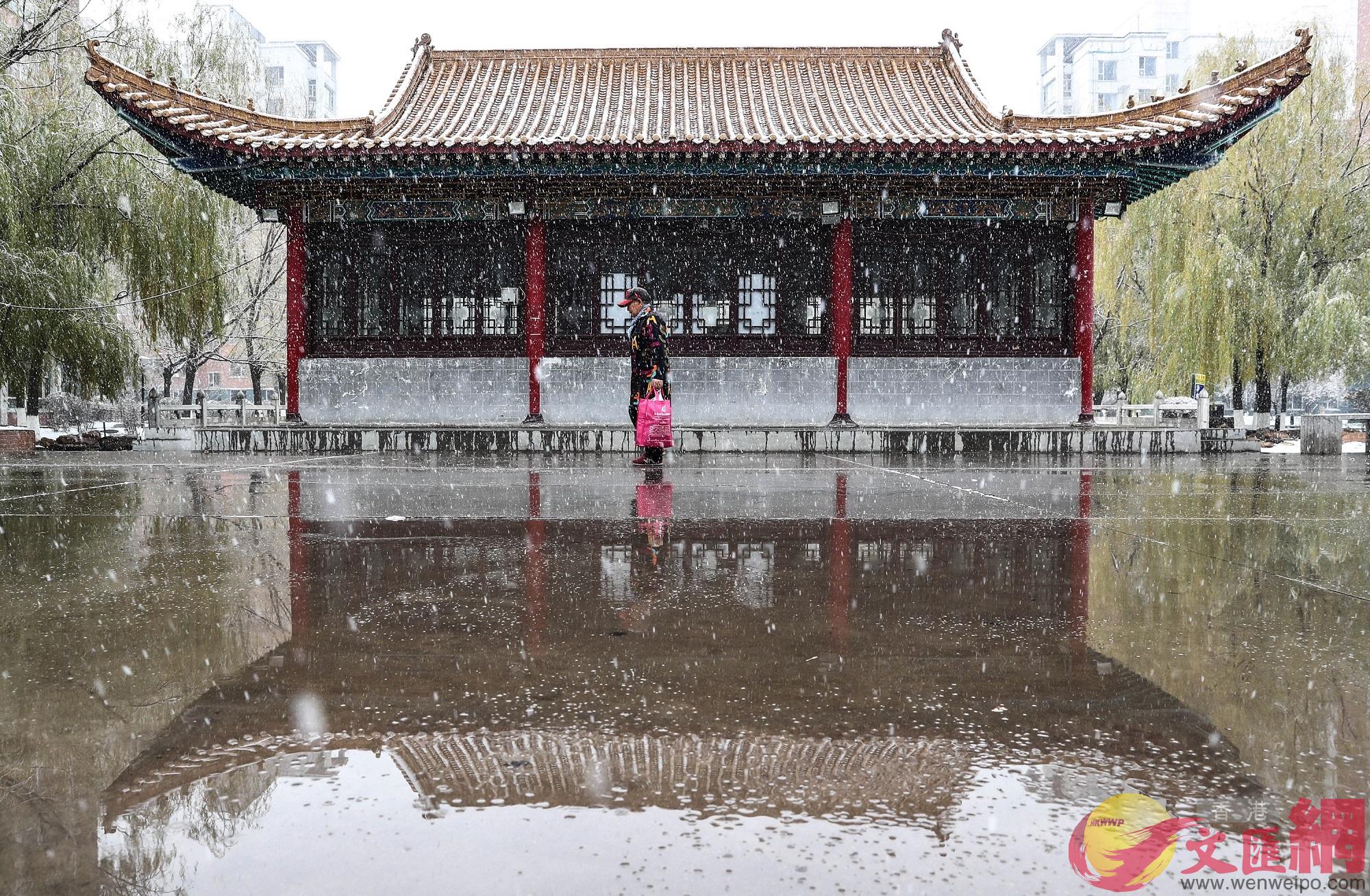 初雪大多雪片较小，因为此时气温尚在零上，所以雪落地后，不久就会融化形成水洼。（卢冶 摄）