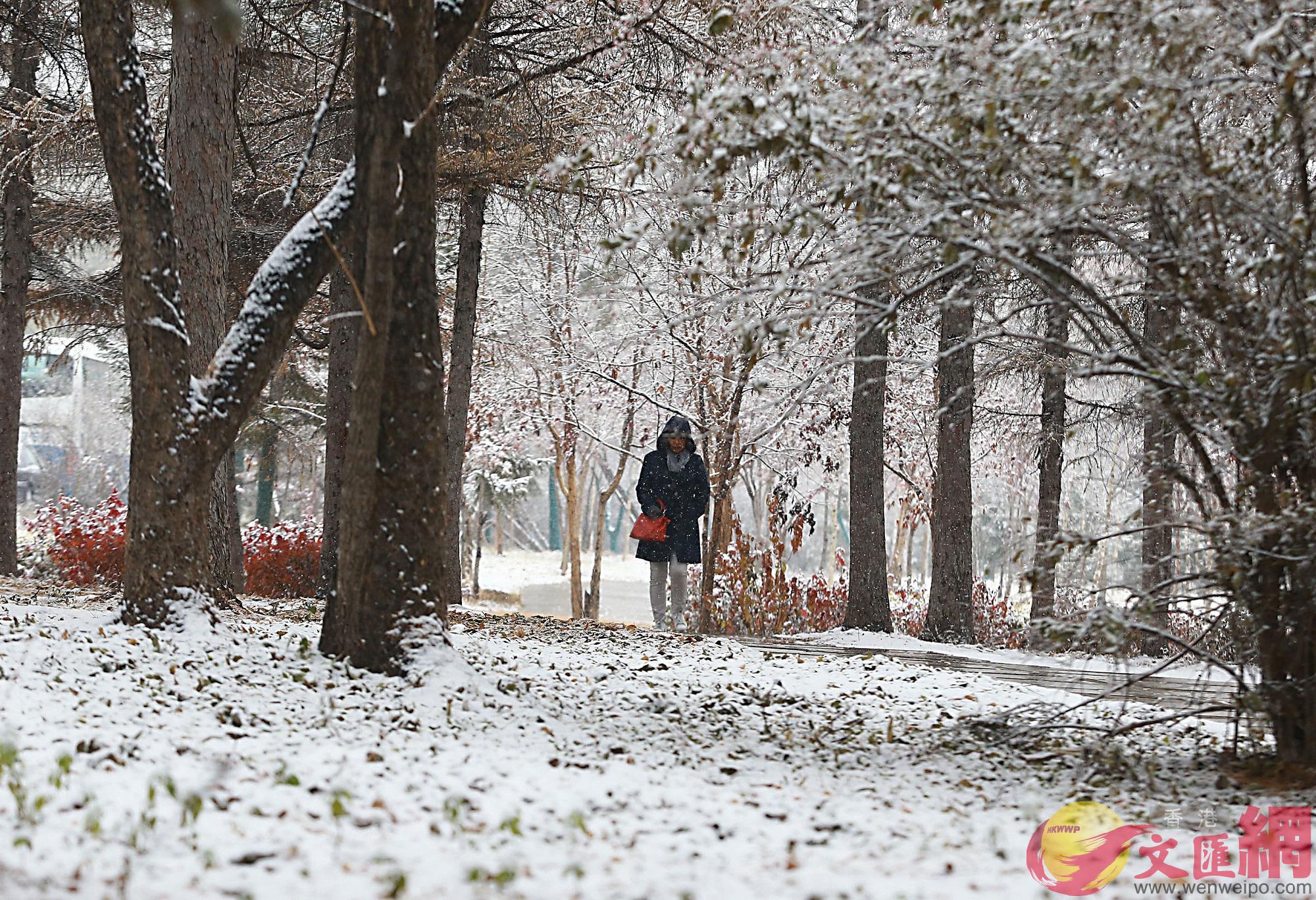 在树林、灌木丛等较容易积雪的地方，一场雪后已成为银装素裹、粉妆玉砌的童话王国。（卢冶 摄）