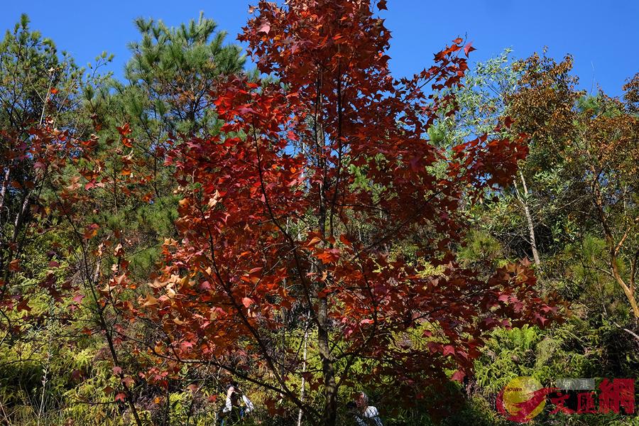 ���@�p�u���������]2017-18�^�v���j�Ŭ����}�l�ର�u�����v