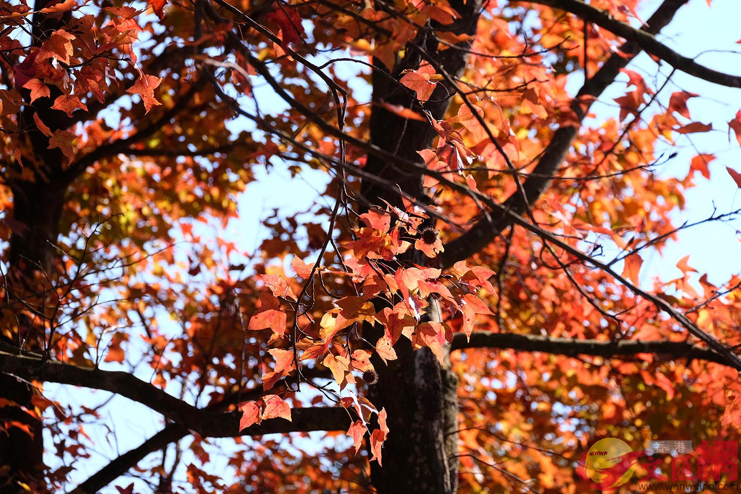 ���@�p�u���������]2017-18�^�v���j�Ŭ����}�l�ର�u�����v