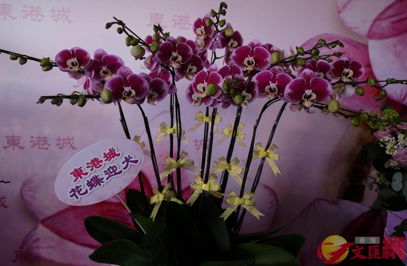 香港蘭花大王楊小龍培育的新品種蝴蝶蘭「花蝶迎犬」。