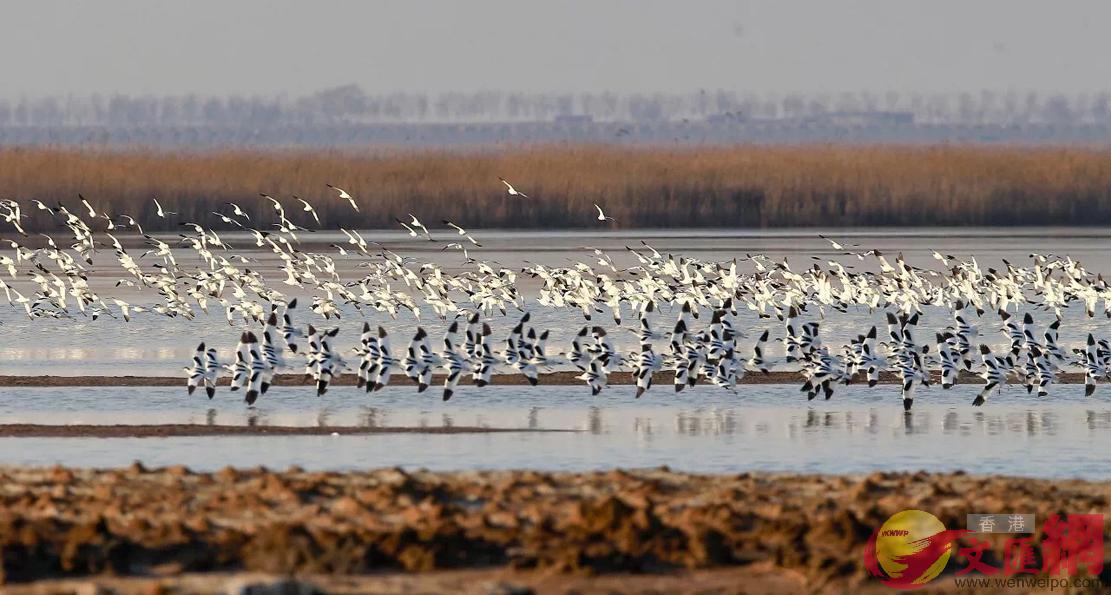 數萬隻候鳥在東亞-澳洲遷徙通道聚集(記者 達明 攝)