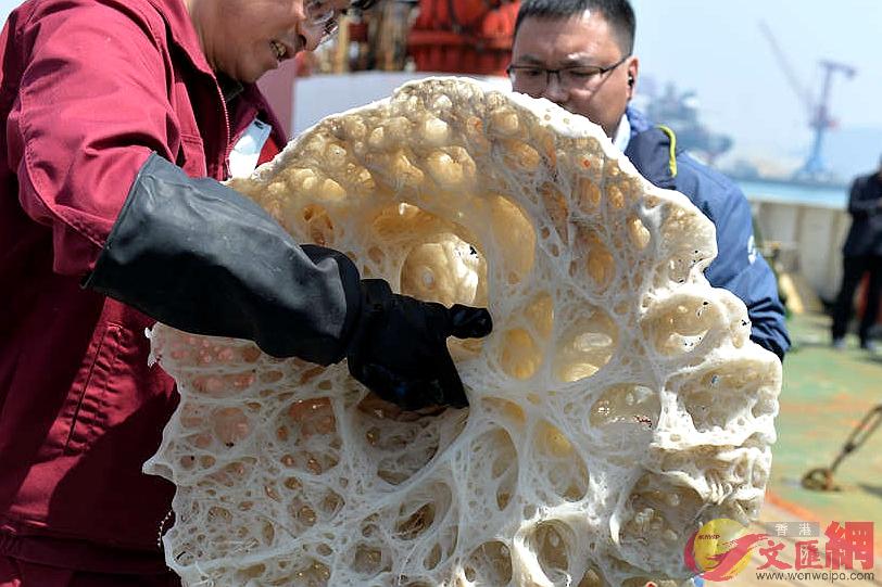 科研人員展示採集到的巨型玻璃海綿