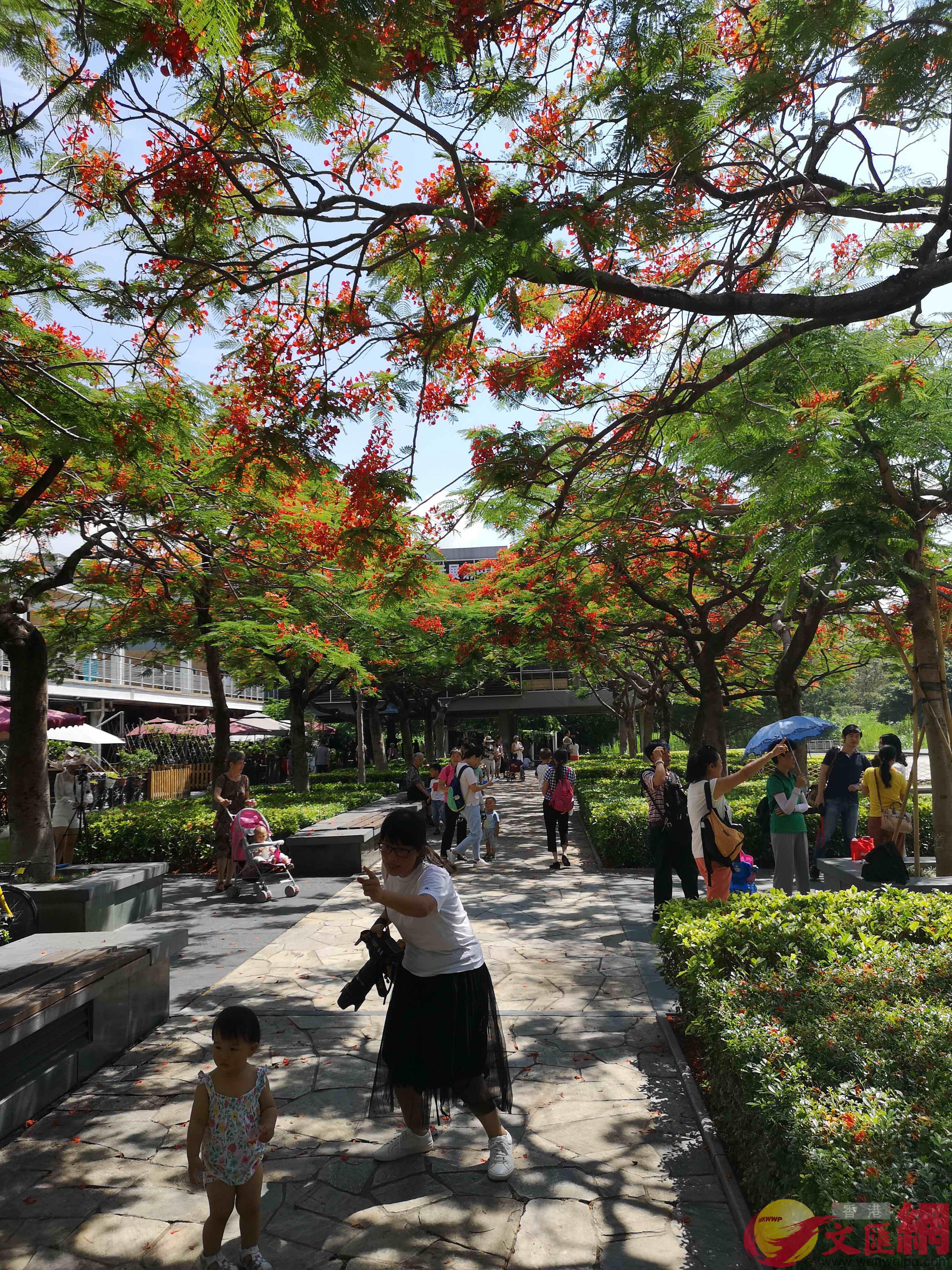 華僑城生態廣場的鳳凰花海在藍天綠樹的襯托下鮮艷奪目，每年都吸引了大量遊客來遊玩。