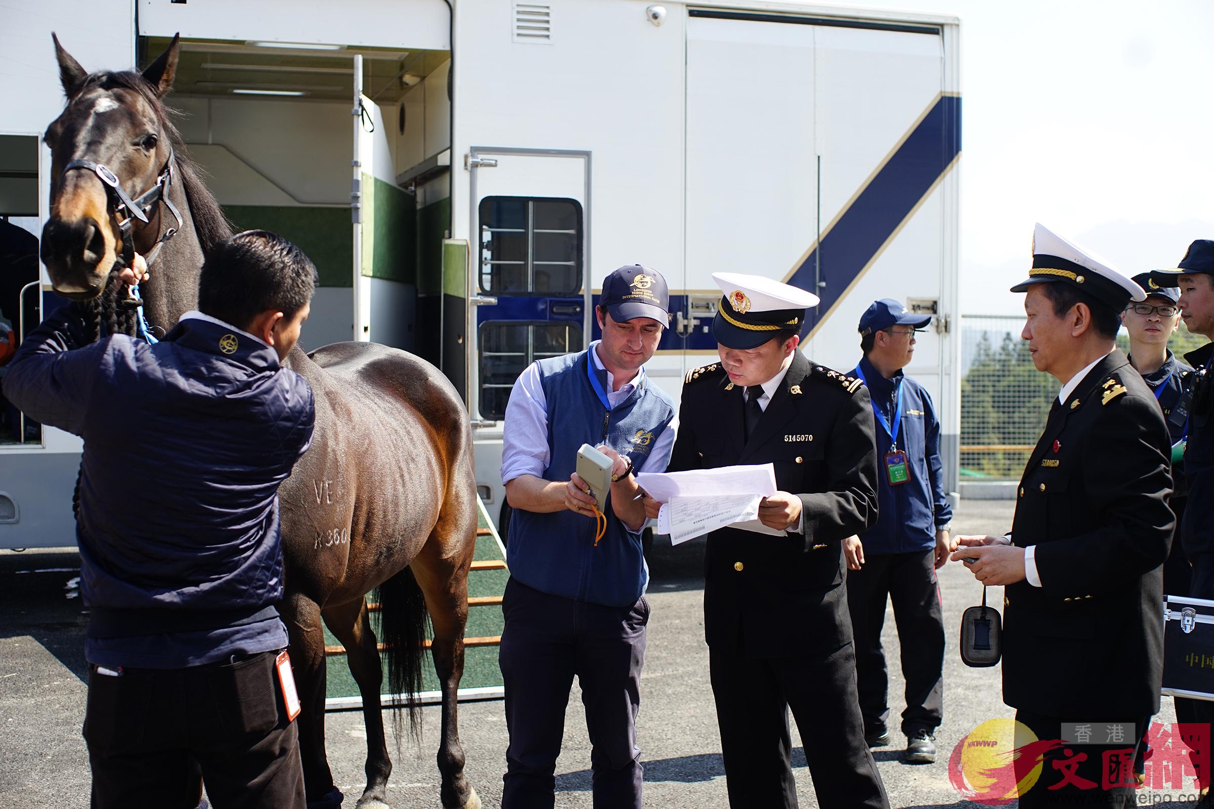 廣州海關隸屬從化海關監管香港馬會賽馬訓練有限公司馬匹跨境通關。（記者 敖敏輝 攝）