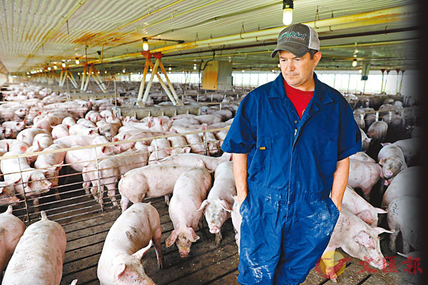 美國發動貿易戰A中方被迫反擊A其中包括對美國豬肉加徵關稅C圖為美國豬農C 路透社