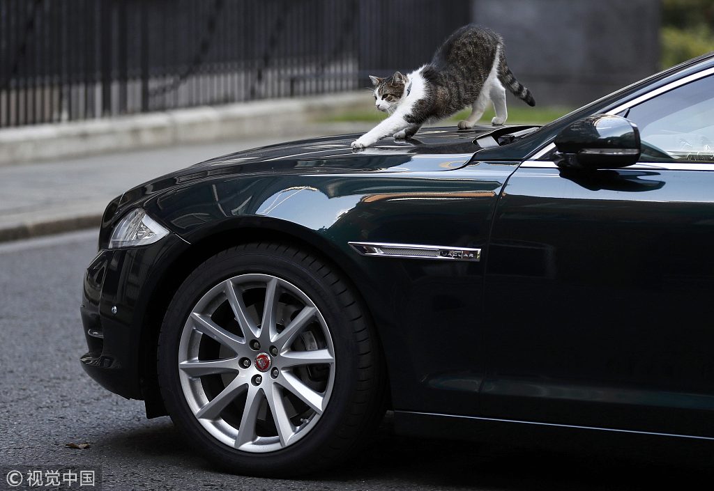 英國u首席捕鼠官v拉里蹲在英國首相文翠珊的專車上A像是在幫首相看車C