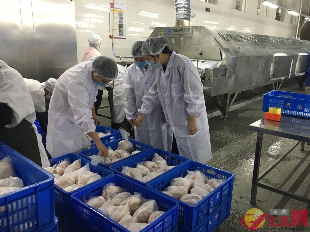 圖為準備供香港的清遠雞