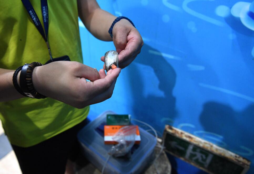 飼養員把藿香正氣膠囊塞進食物A防止海洋動物中暑