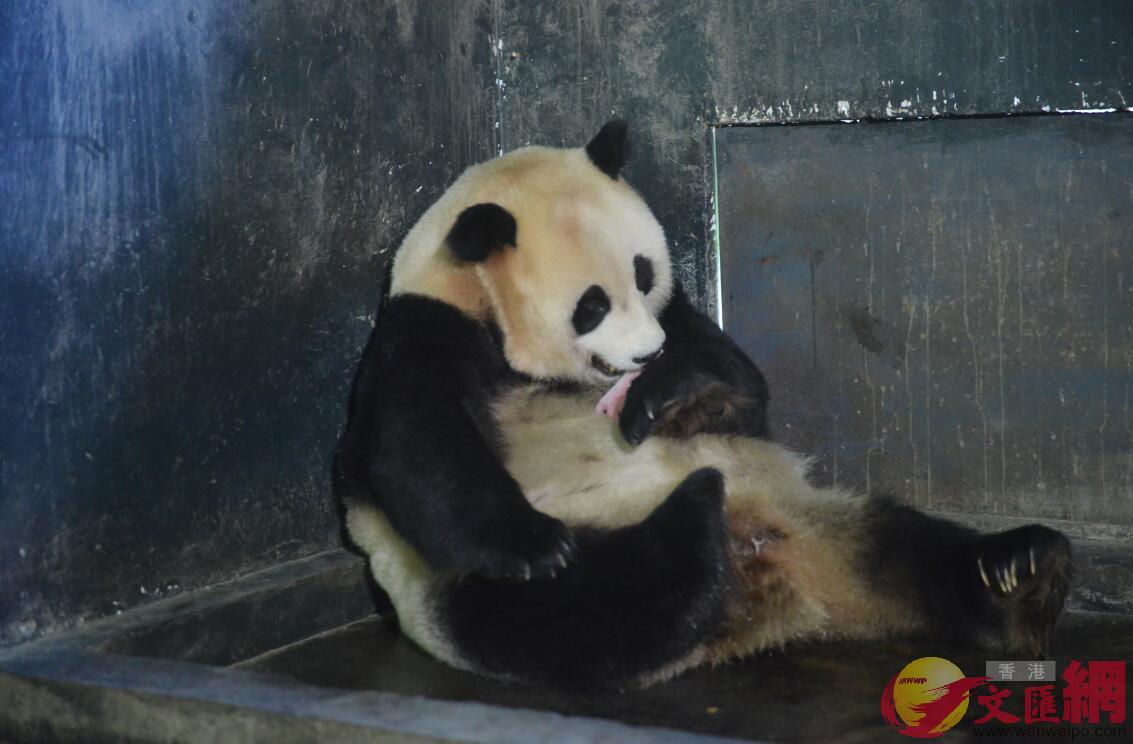 檢查完大熊貓幼仔後A工作人員立刻將其還給草草自然哺育]中國大熊貓保護研究中心供圖^