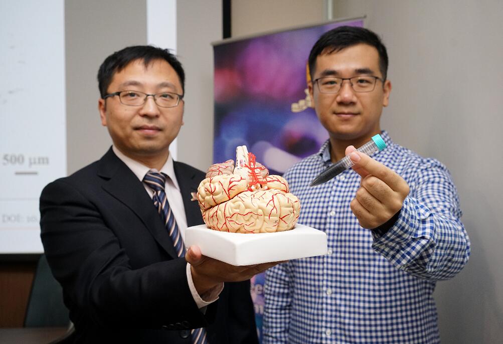 香港中文大學機械與自動化工程學系副教授張立]左^與他的博士生俞江帆]右^展示人腦模型和磁性納米粒子]中新社^