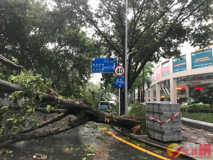 颱風來襲A深圳市區不少樹木被連根拔起