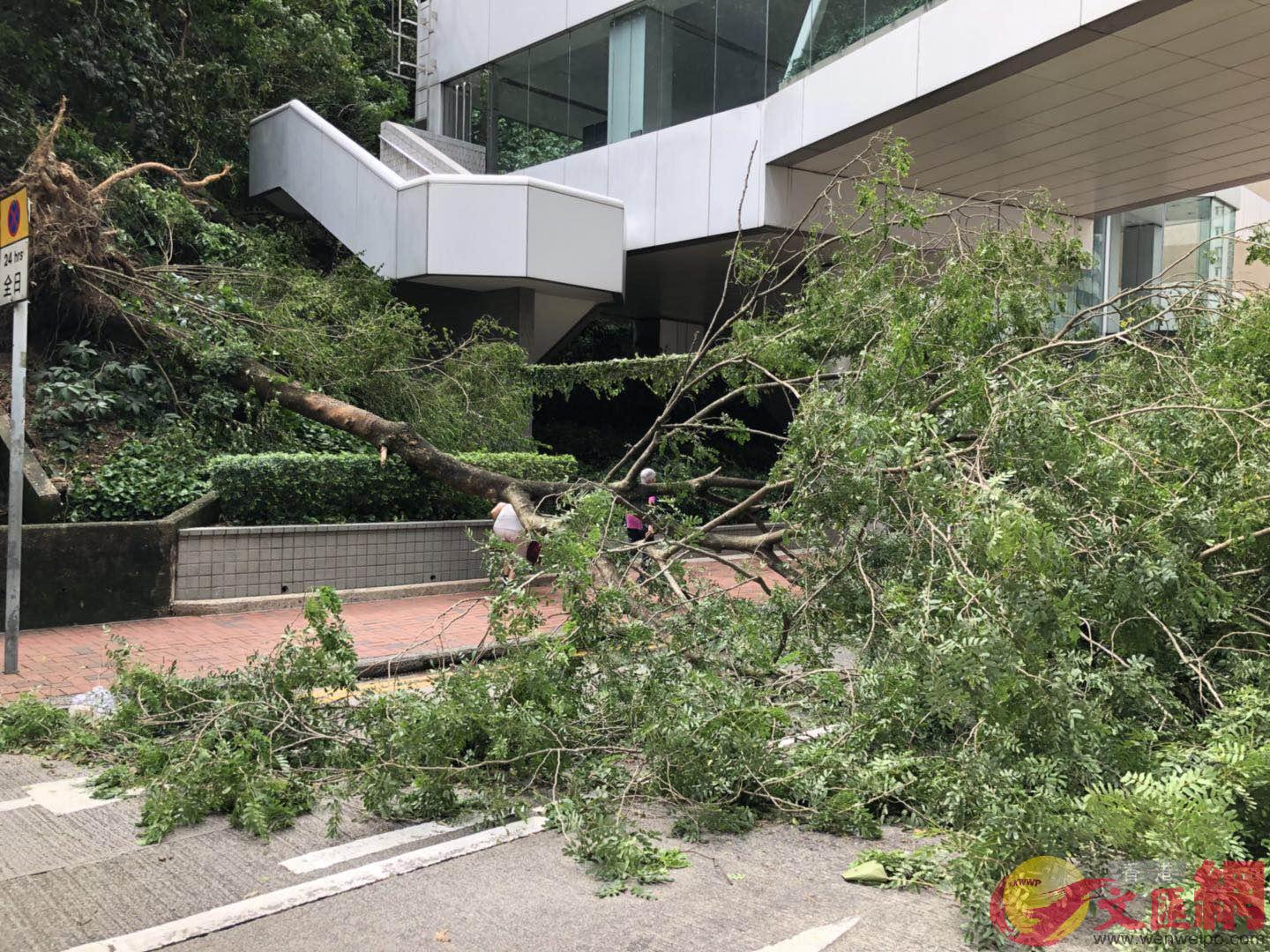 颱風u山竹v給香港帶來極大損失]全媒體記者 程朗攝^