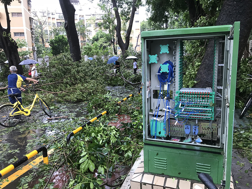 超強颱風u山竹v過境A深圳多棵老樹倒塌 李望賢攝
