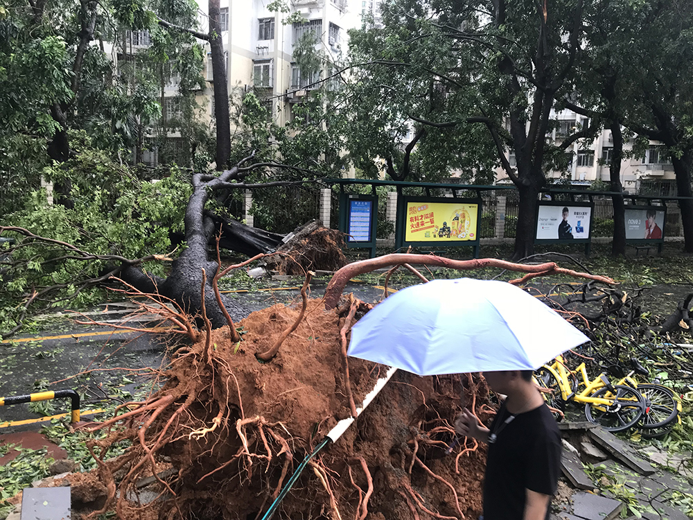 超強颱風u山竹v過境A深圳多棵老樹倒塌 李望賢攝