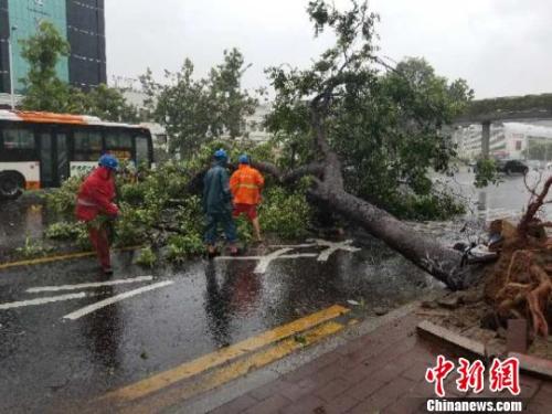 台风过后A广州绿化抢修人员正在清理倒下的树木C王玮 摄