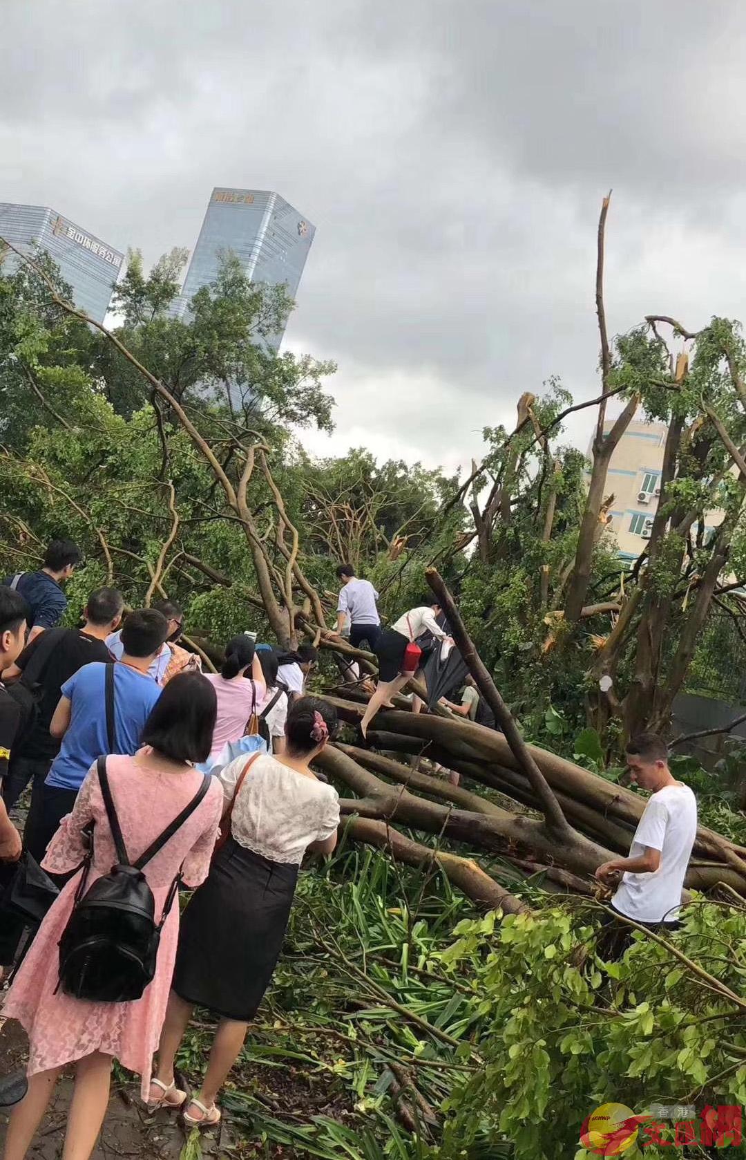 颱風過後的首個工作日A深圳市民的上班路猶如u叢林探險v(黃仰鵬攝)