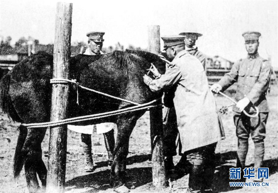 侵華日軍第100部隊技術人員給馬匹注射疫苗(資料照片)C新華社