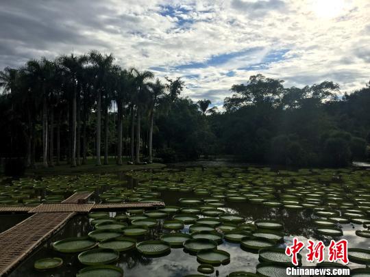 圖為西雙版納熱帶植物園(資料圖)C