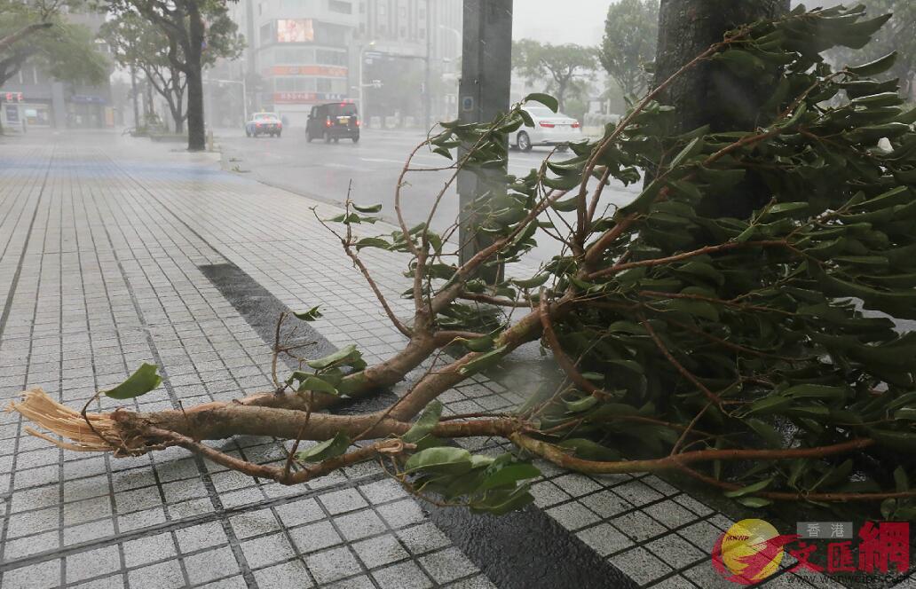  強風將樹枝吹斷(法新社) 