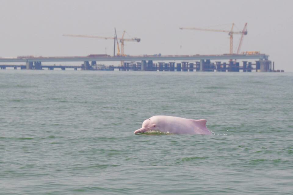 粵港澳大灣區範圍內的珠江口內A擁有世界資源數量最多的中華白海豚群體C網上圖片 