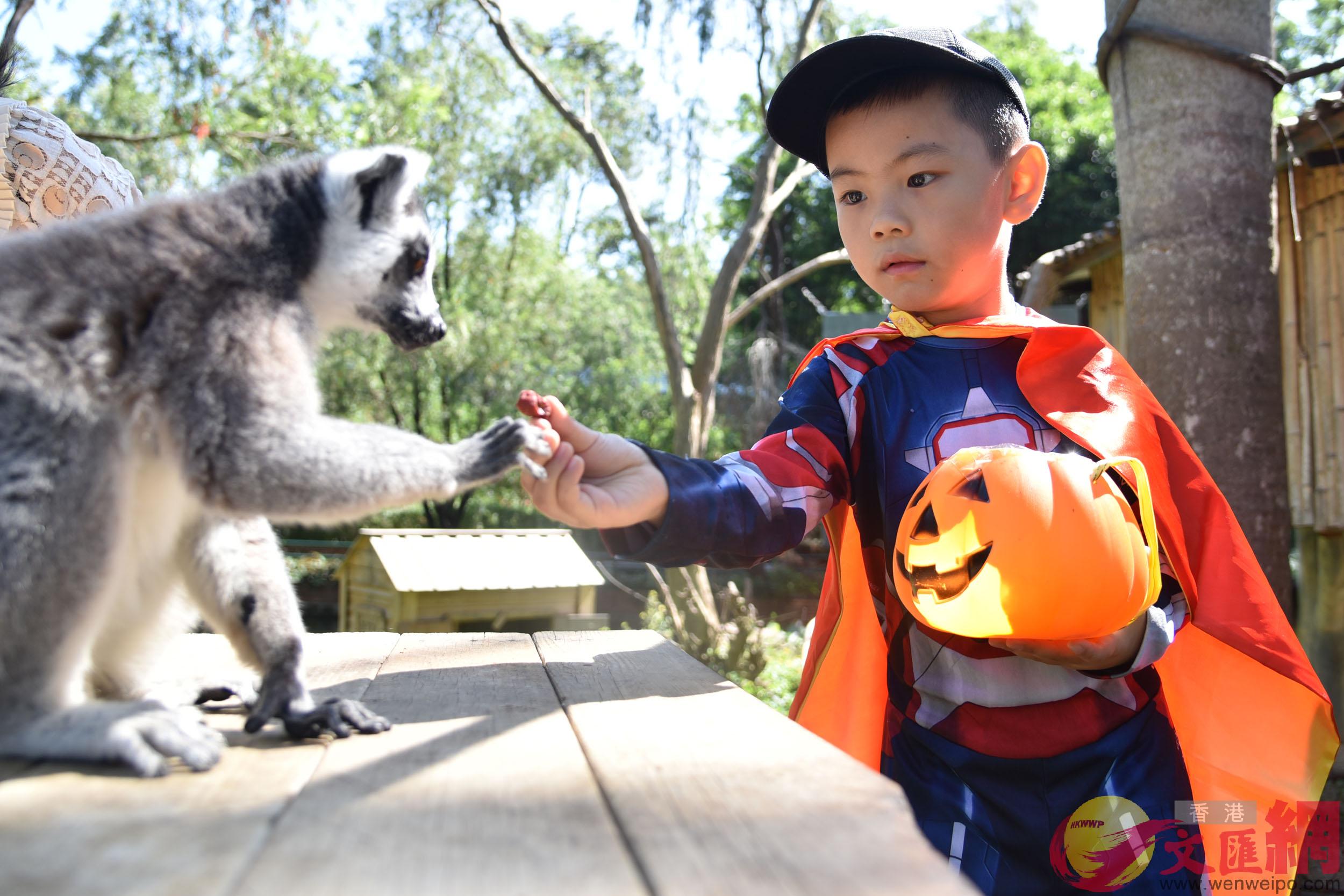 孩子們在深圳野生動物園裡與動物親密互動]郭若溪攝^
