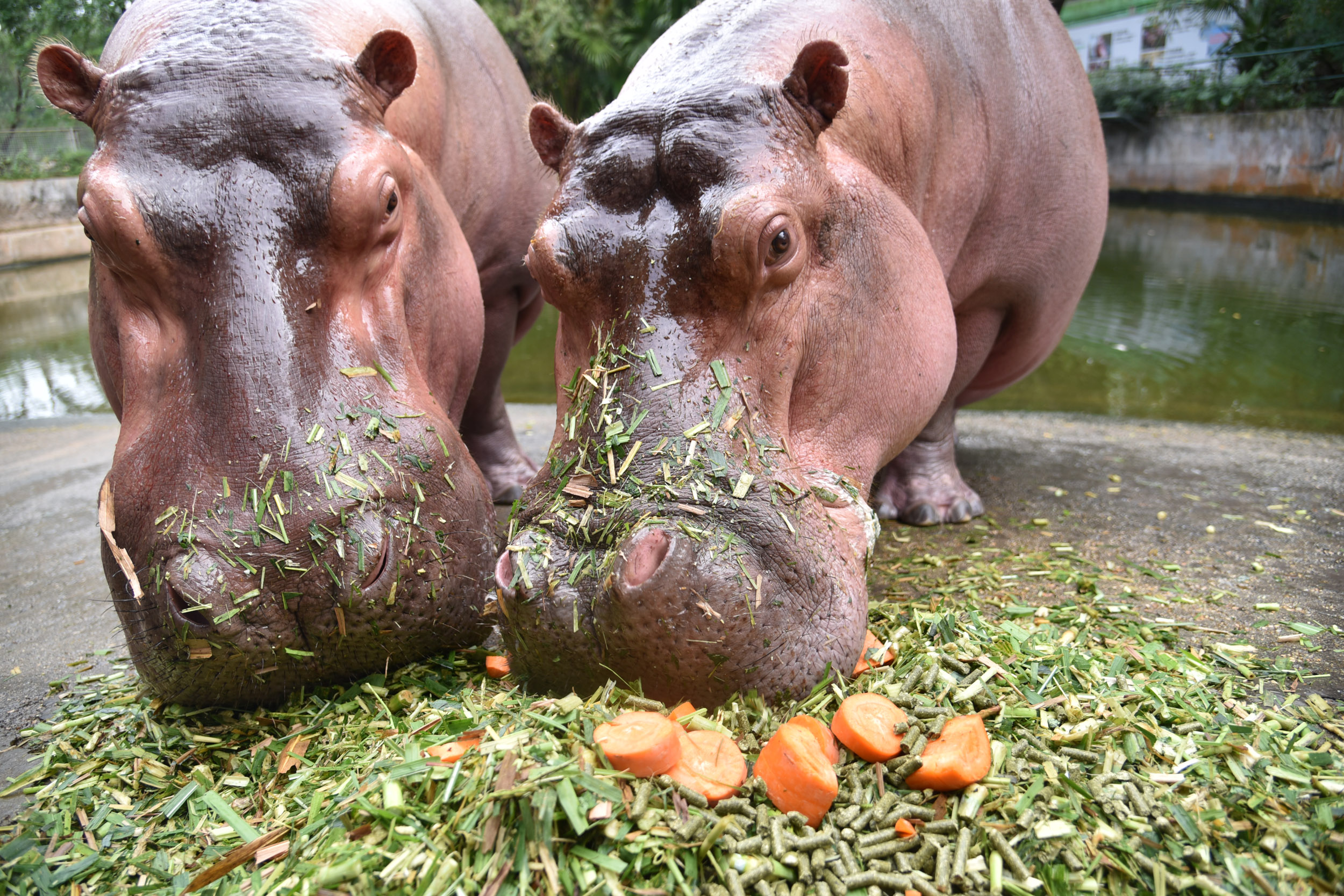 動物園飼養員在河馬吃的草中混入紅蘿蔔B地瓜B顆粒料F深圳傳真 