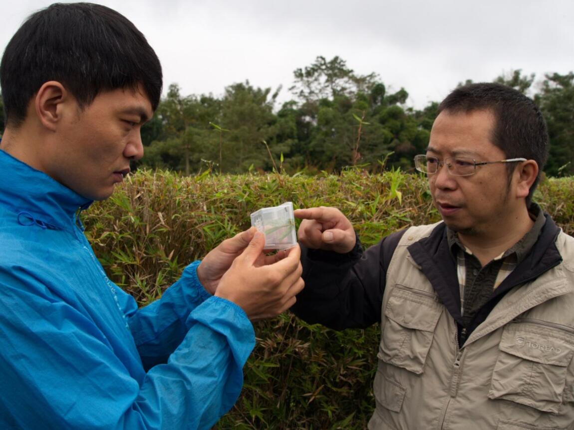 權銳昌研究員和陳占起博士在野外採集大蟻蛛C中科院科技攝影聯盟王曉亮供圖