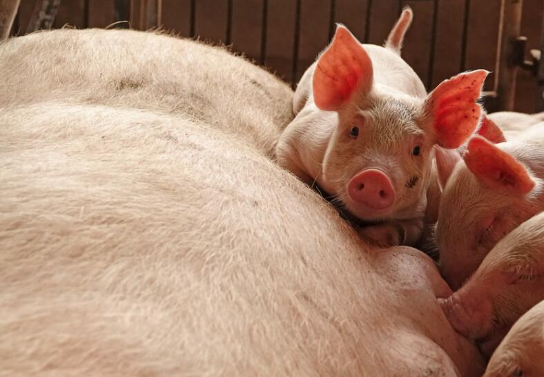 非洲豬瘟暫未影響香港市場A豬肉價格現時穩定C