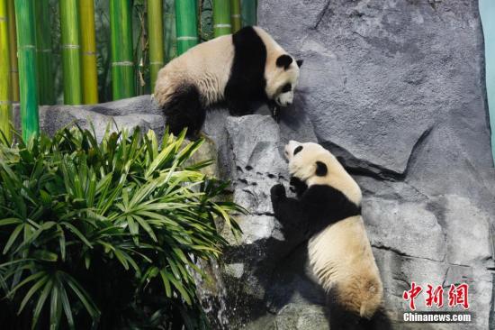 中國租借給加拿大的大熊貓在位於卡爾加里動物園的u熊貓走廊v亮相C圖為u加悅悅v(上)與u加盼盼v正在對望C中新社