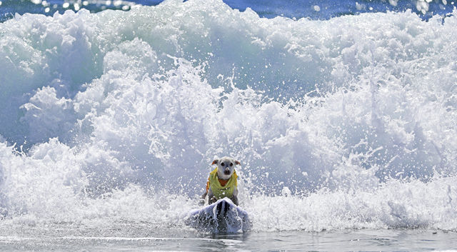 2018年9月29日A一隻小狗在衝浪比賽中C當日A美國加州亨廷頓海灘舉行狗狗衝浪大賽C狗狗們乘風破浪Au酷炫v十足C 新華社記者李穎攝