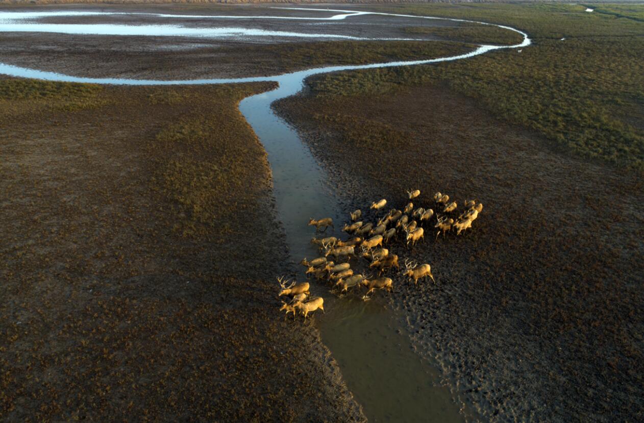 這是在江蘇大豐麋鹿國家級自然保護區拍攝的麋鹿群(2018年10月4日無人機拍攝)C新華社發(賀敬華 攝)