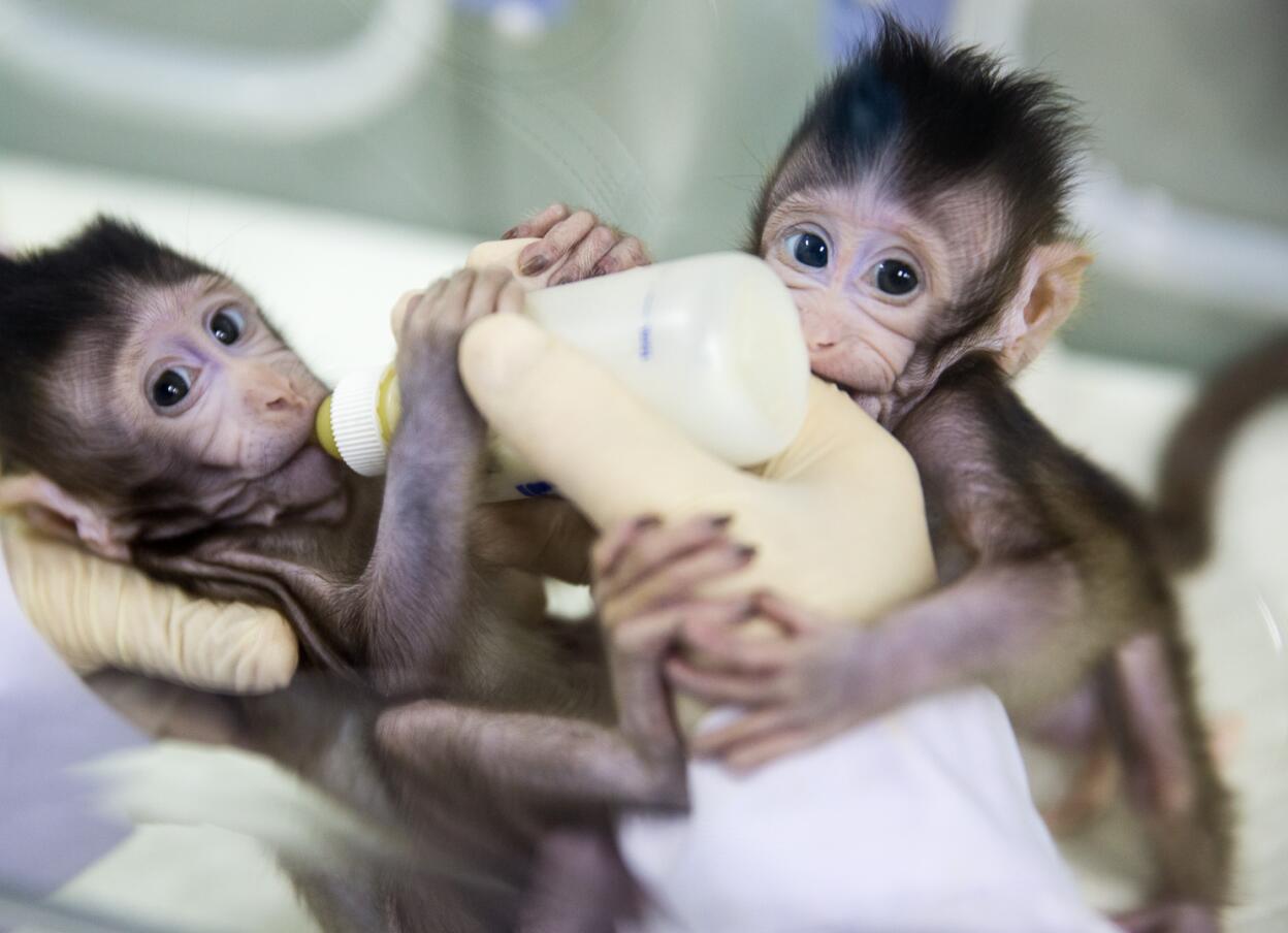 2018年1月22日A克隆猴u中中v和u華華v在中科院神經科學研究所非人靈長類平台育嬰室的恆溫箱裡C新華社記者 金立旺 攝