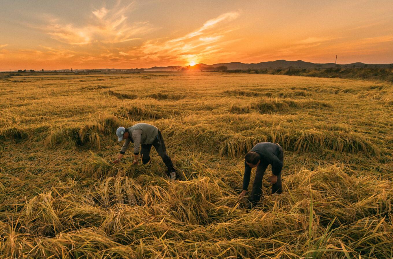 2018年9月18日A在吉林省舒蘭市平安鎮A農民在稻田間撿拾稻穗C新華社記者 許暢 攝