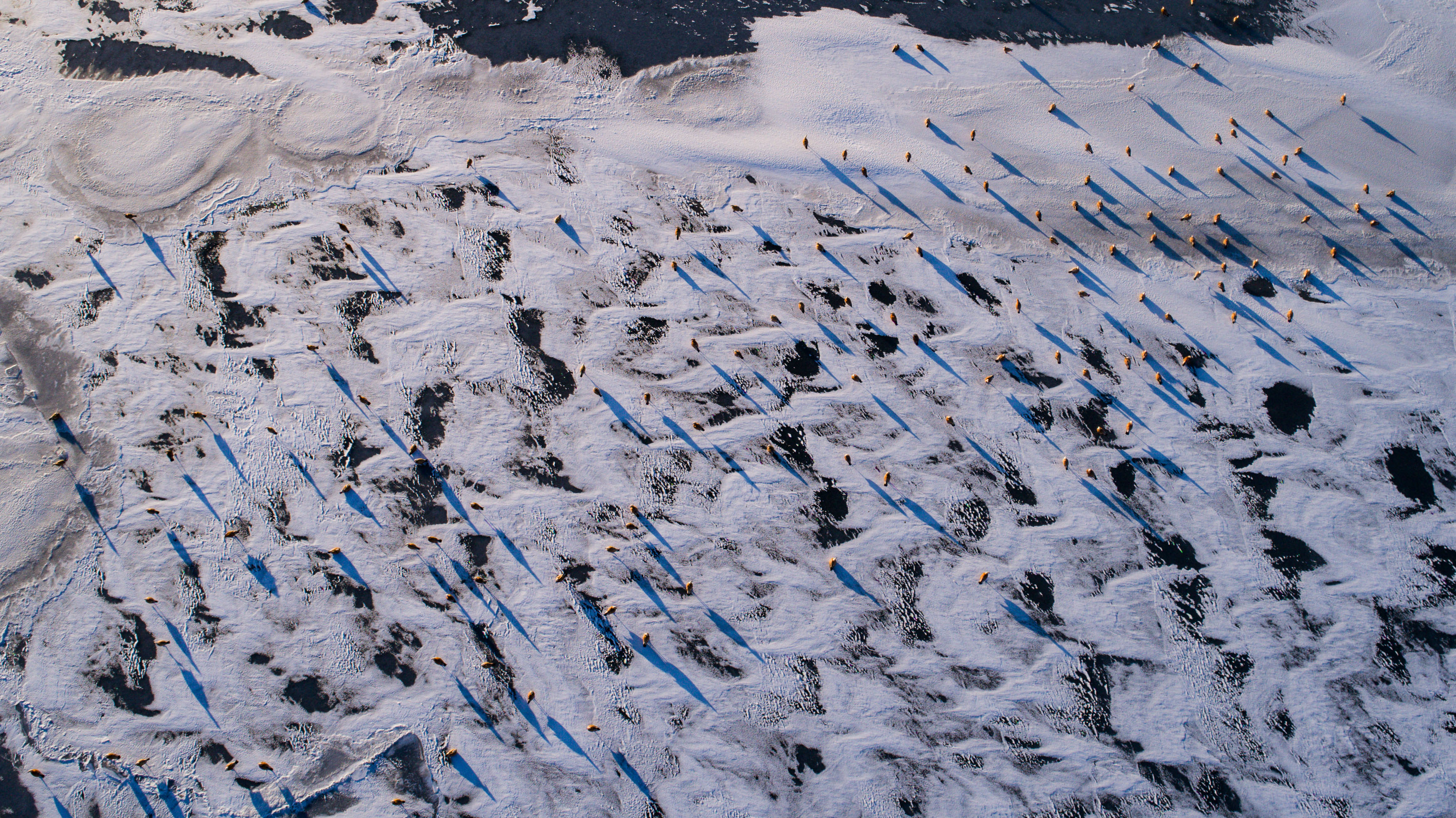 2018年12月31日A一群赤麻鴨在青海湖結冰的湖面上(無人機拍攝)C新華社記者 吳剛 攝