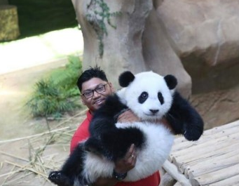 奶爸抱著熊貓寶寶 來源G馬來西亞國家動物園