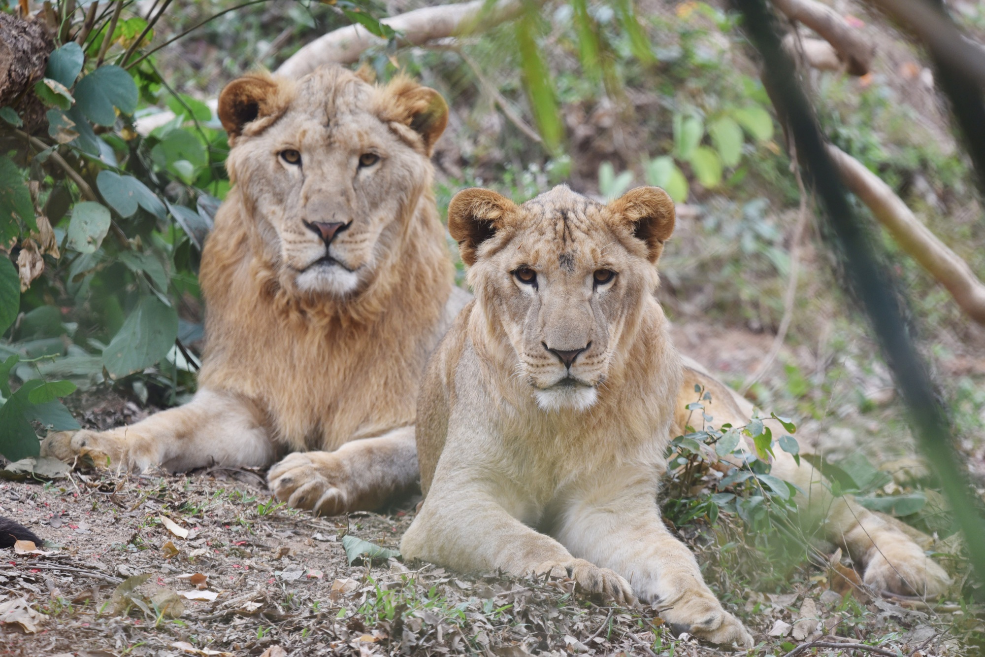 雄獅(左)的體型比雌獅大A雄獅已長生淡棕色的鬃毛