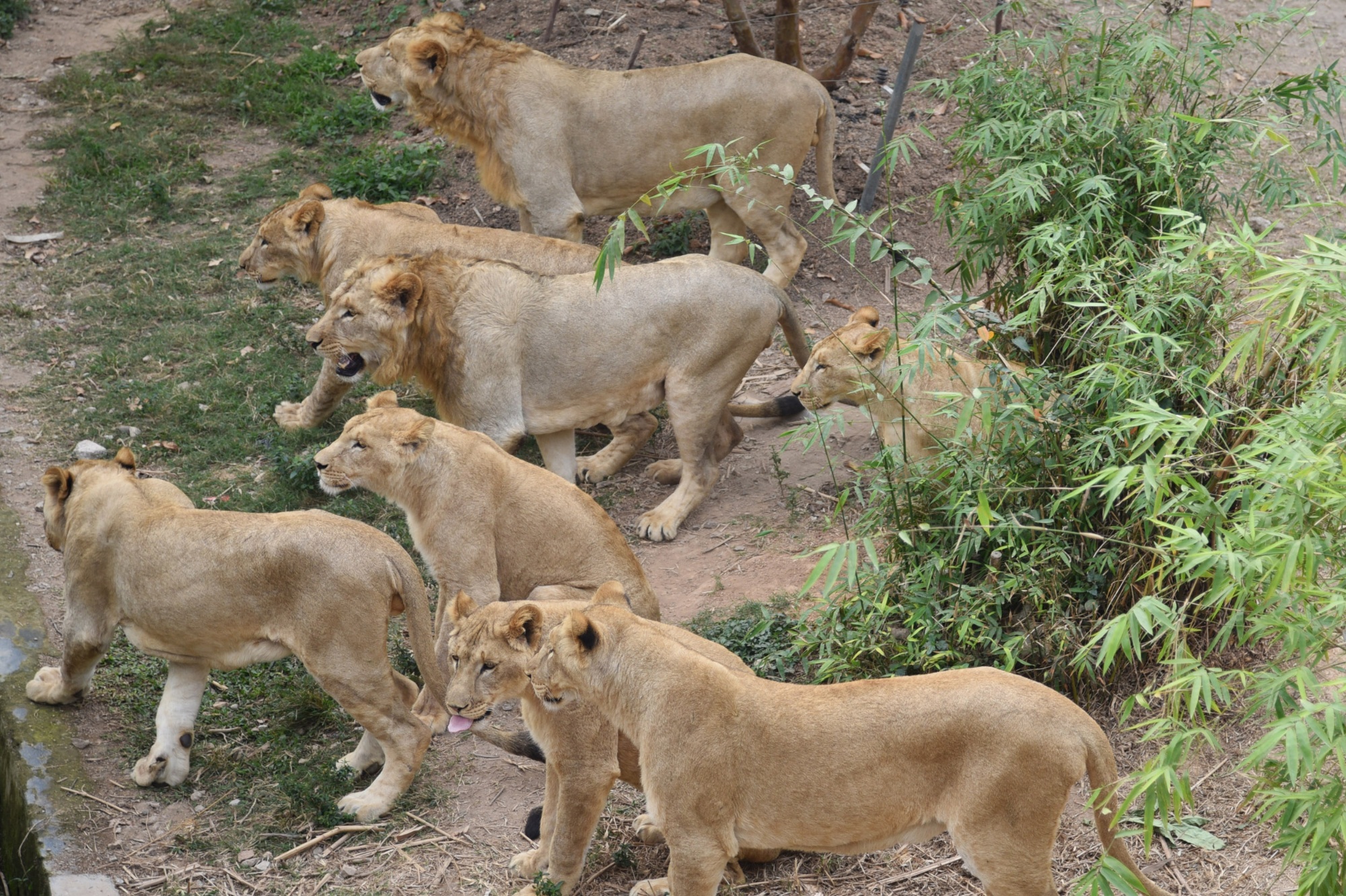 8只非洲獅集體亮相深圳野生動物園