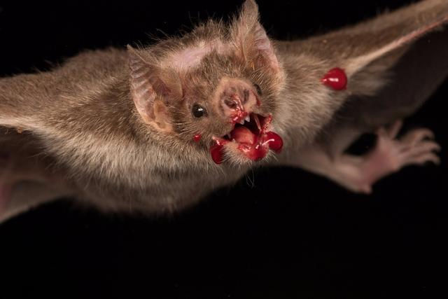 研究發現：吸血蝙蝠毒液中物質可治高血壓。（網絡圖片）