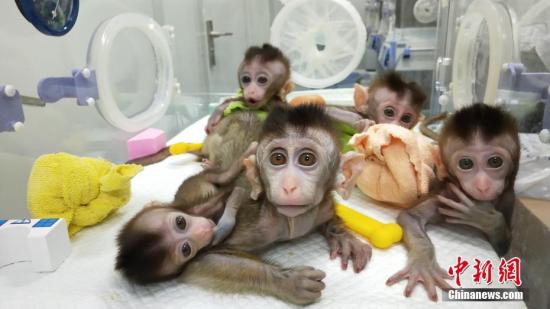 節律紊亂克隆猴寶寶C中科院神經科學研究所供圖