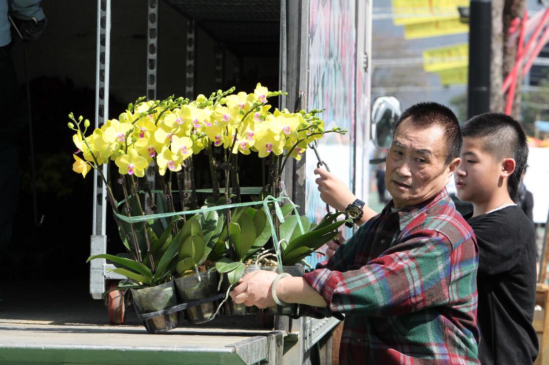 香港維園花市上的檔主們忙於整理花卉A迎接維園年宵市場開市C