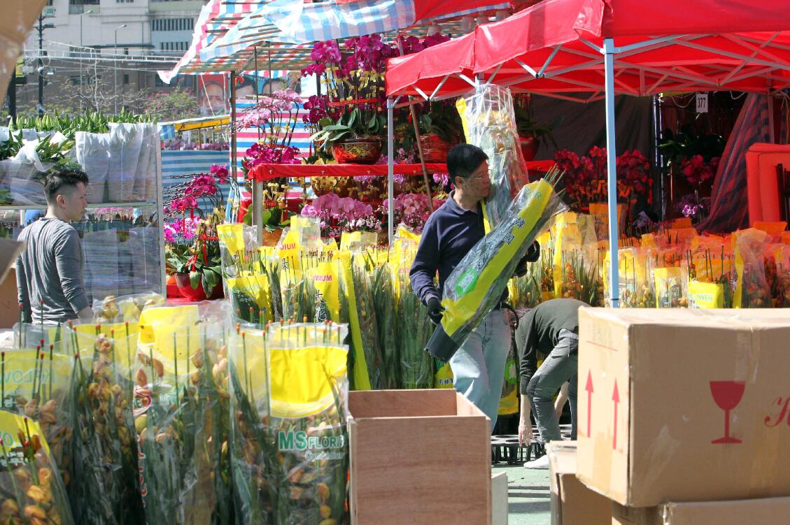 香港維園花市上的檔主們忙於整理花卉A大批韓國花卉u大花蕙蘭v運抵維園年宵C