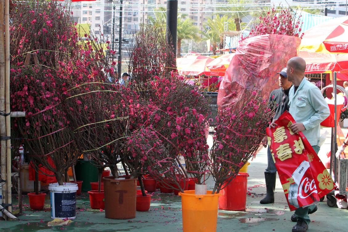 1月29日A香港維園花市上的應節桃花準備上市C