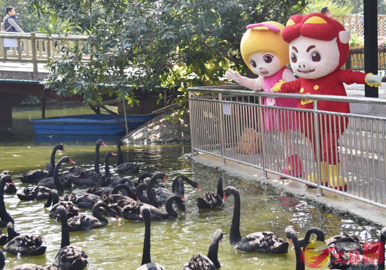 「豬豬俠」在各個動物展區與遊客親密互動 記者郭若溪攝