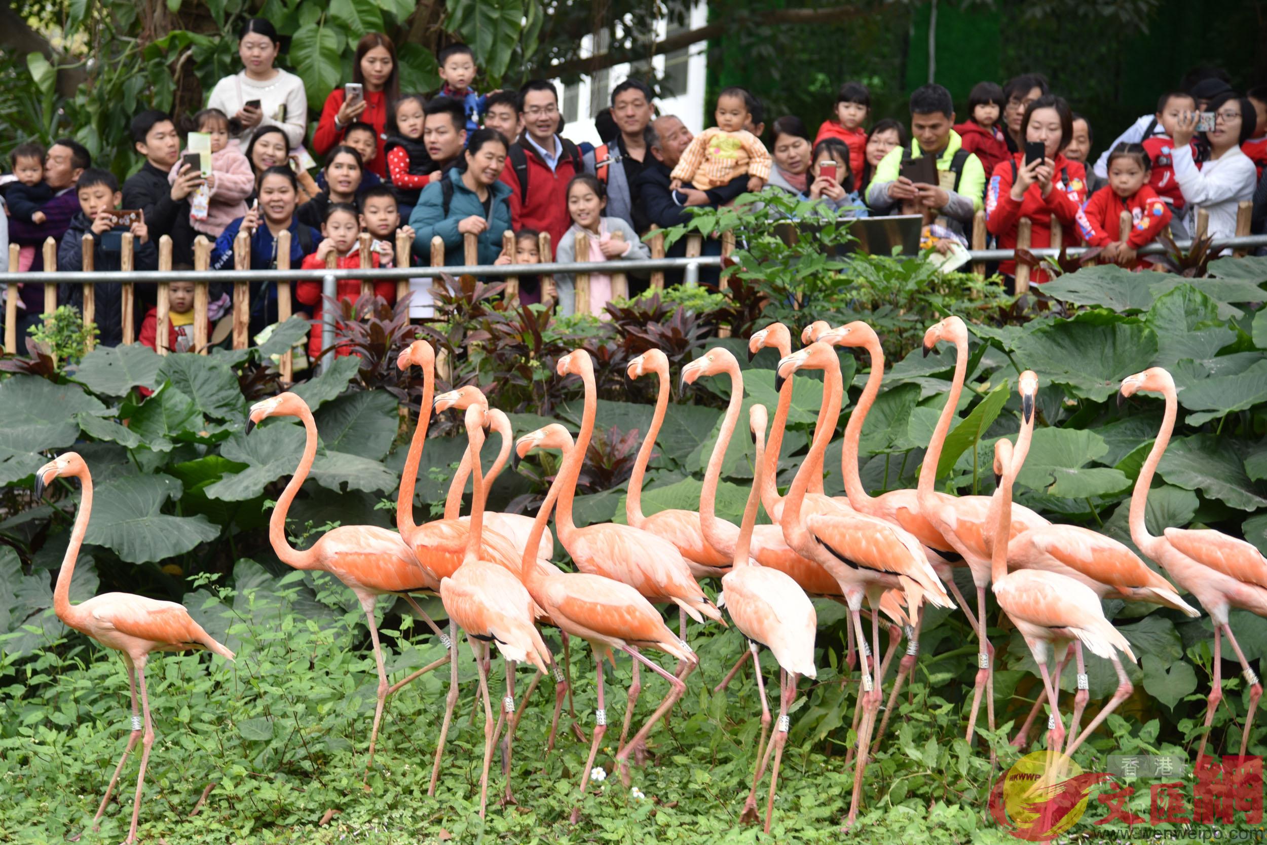 春節期間A深圳野生動物園吸引2萬遊客入園]記者郭若溪攝^