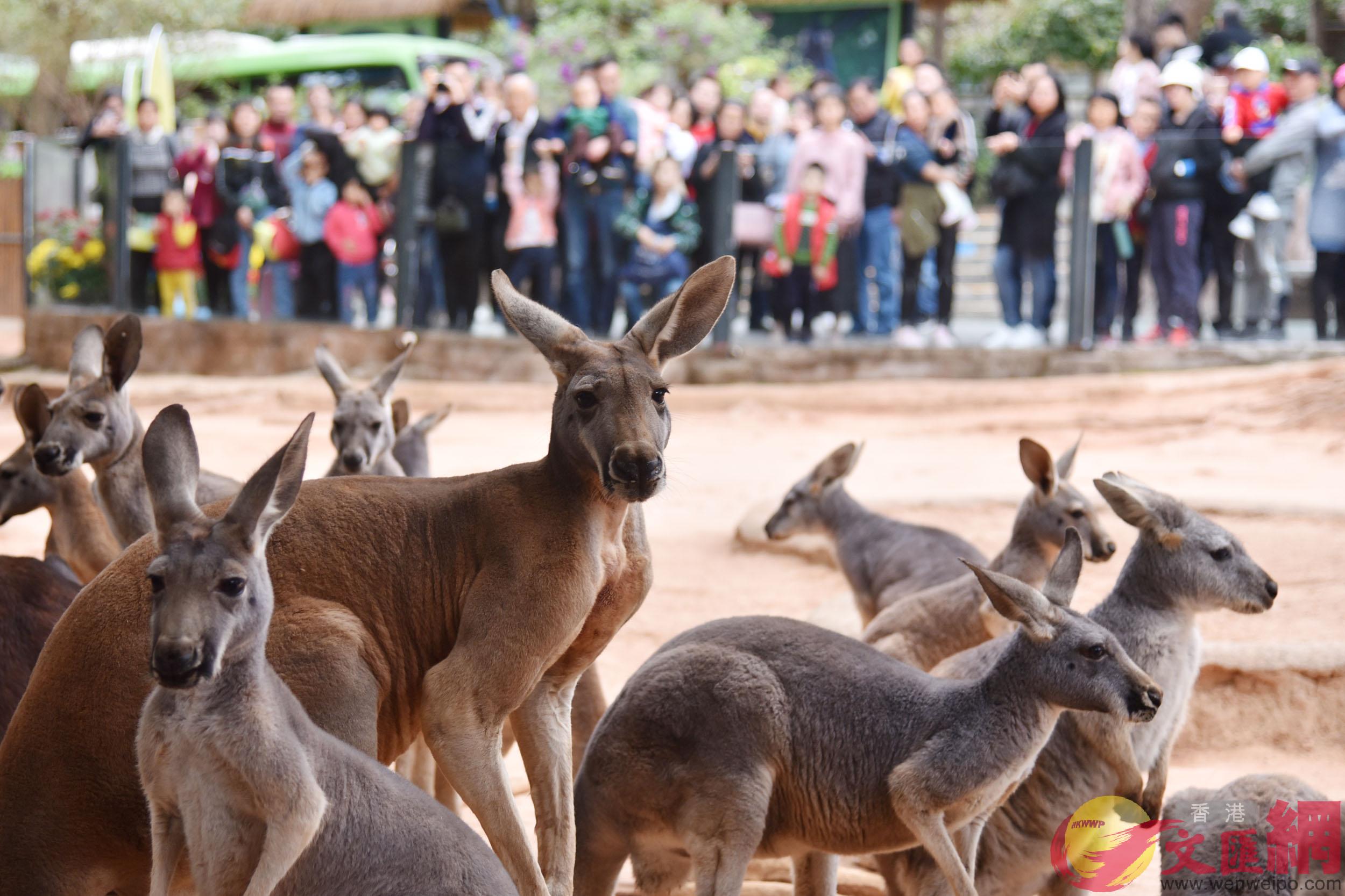 春節期間，深圳野生動物園吸引2萬遊客入園（記者郭若溪攝）